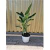 Generico Strelitzia reginae vs14, uccello del paradiso. H50