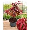 POWERS TO FLOWERS - ACERO ROSSO, VASO 17CM DIAMETRO, ALTEZZA 45CM, piante vere