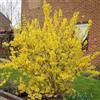 le Georgiche Vivai le Georgiche - Pianta vera di Forsythia x intermedia Weekend Forsythia x intermedia 'Courtalyn' Forsizia 'Weekend' - vaso Ø 18 cm