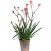 eGarden.store Pianta vera di Anigozanthos o Zampa di Canguro fiori varie colorazioni ornamentale da coltivare all'esterno venduta da eGarden.store (Arancione v.12 cm - Leggi N.B.)
