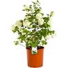 Generico AMDGarden Viburnum Opulus Roseum Viburno Palla di Neve Pianta Cespuglio Siepe in Vaso 18cm Foglia Caduca Fiore Bianco Coltivata in Sicilia