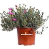 eGarden.store Pianta di Lampranthus Productus pianta da esterno pianta da fiore viola pianta succulenta pianta ornamentale di Lampranthus pianta vera venduta da eGarden.store (Vaso 16 cm)