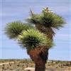 SVI 15 Exotic Semi di Joshua Tree, Yucca brevifolia Palm, freddo Hardy baccata var.