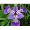 Generic 10 graines de CLAJEUX (Iris Versicolor) X117 BLUE FLAG SEEDS SAMEN SEMENTES