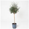 Vivaio di Castelletto Feijoa Acca sellowiana Guayabo del Brasile pianta ad alberello in vaso ø30 cm h. 110/130 cm Vivaio di Castelletto