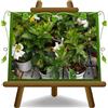 EURO PLANTS VIVAI Dipladenia o Sundaville fiore bianco Basket Vaso: 24 cm
