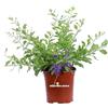 eGarden.store Pianta di Durantha Repens pianta da esterno pianta da fiore in vaso pianta ricadente pianta ornamentale di Durantha pianta vera di Durantha Repens venduta da eGarden.store