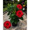 POWERS TO FLOWERS - IBISCO, HIBISCUS PALUSTRE, MOSCHEUTOS, LUNA RED, XL,VASO 20 CM DIAMETRO, pianta vera