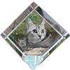 Art-Dog Cercopiteco americano a pelo corto - cubo di cristallo con immagine di gatto, fotografia di cavallo in cristallo, pulsante esagonale su carta del marchio Art-Dog