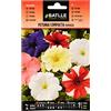Semillas Batlle - Petunia Compacta VARIADA, Multicolore