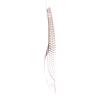 Brushworks Traditional Tweezers 1 pz