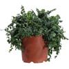 eGarden.store - Pianta vera di Ficus Pumila o Ficus Repens - Diverse grandezze tappezzante o rampicante ornamentale da coltivare all'esterno (Vaso 24 cm)