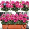 YELIKIT Fiori artificiali per esterni, 4 fasci di gerani, piante finte, decorazione primaverile ed estate, fiori finti in seta, resistenti ai raggi UV, piante da interno ed esterno, per giardino