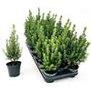 POWERS TO FLOWERS - PICEA GLAUCA CONICA, ALBERO DI NATALE, VASO 9 CM DIAMETRO, ALTEZZA 25CM, 2 PIANTE piante vere