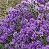 Saterkali Semi di timo strisciante, 400 Pz/borsa Semi di timo strisciante Ad alto rendimento Semi di bonsai perenni facili da coltivare per prato Viola chiaro
