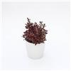 le Georgiche Vivai le Georgiche - Pianta vera di Coprosma repens Pacific Dawn Coprosma baueri, Coprosma baueriana Cespuglio a specchio, Taupata, Paglia da letto - vaso Ø 17 cm - altezza alla vendita 15-20 cm