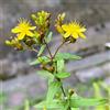 Generic Hypericum perforatum - in vaso d'appartamento esotiche balcone con in vaso serre balcone varietà antiche 300semi