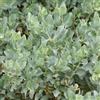 le Georgiche Vivai le Georgiche - Pianta vera di Atriplex halimus herba sale, Alimo - vaso Ø 17 cm - altezza alla vendita 40-60 cm