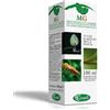 Farma Space Sangalli - MG Betulla semi (Betula verrucosa)
