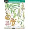 Jonathan Oldham Carol Roberts Guide to the Saltmarsh Plants of Britain (Poster)