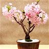 Aamish Mini bonsai di ciliegio Sakura rosa da 20 pezzi