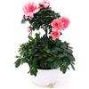 POWERS TO FLOWERS - AZALEA ALBERELLO ROSA IN CIOTOLA PIU' CESPUGLIO, pianta vera