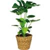 Bloomique - Monstera Deliciosa - Pianta con Foglie Forate - Pianta da Interno - Purifica l'Aria - Facile da Curare - Alta 70-80 cm - In Cesto di Rattan da 21 cm