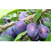 Vivaio di Castelletto Prugno pianta da frutta innestata di 2/3 anni susino in vaso da 5 litri MADE IN ITALY Vivaio di Castelletto