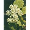 HERBOPLANET Srl MSA CRATAEGUS OXYACA 50 ML