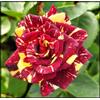 Vnuhgzs Rosa rara/Rosa ibrida Rizoma/Rizoma/Resistente/Giardino/Facile da curare/Decorazione per esterni-2 Rizoma-E