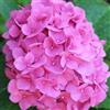 le Georgiche Vivai le Georgiche - Pianta vera di Hydrangea macrophylla Rosita Ortensia 'Rosita' - vaso Ø 18 cm