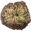 Onsinic Di Rose Di Resurrezione Air Fern Spike Moss Moss Selaginella