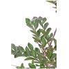 eGarden.store Pianta di Lagerstroemia Indica pianta da esterno pianta da giardino pianta da fiore pianta ornamentale pianta di Lagerstroemia vera venduta da eGarden.store (Acoma v.30 cm)