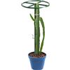 Generico Graticcio Per Cetrioli,Sostegno Verticale Regolabile,Struttura per Pitaya da Esterno | Per Pomodoro, Fiori, Cetrioli Rampicanti, Da Vaso, Interno Ed Esterno, Cortile, Patio