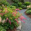 Bloomique - Set di 3 - Dicentra Spectabilis - Cuore spezzato - Ricca fioritura - Resistente all'inverno - Perenne - Altezza 10-20 cm - Vaso 9 cm