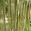 le Georgiche Vivai le Georgiche - Pianta vera di Phyllostachys aureosulcata Spectabilis Phyllostachys aurea 'Spectabilis' Bambù giallo scanalato - vaso Ø 15 cm - altezza alla vendita 60-80 cm