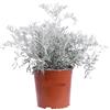 Generico Senecio Cineraria Marittima ("Dusty Miller") 3 Piante in Vaso | Fogliame Argenteo a Rosetta, Ornamento Elegante, Resistente al Sole e alla Siccità | Ideale per Bordure e Vasi