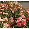 Vivaio di Castelletto Rose paesaggistiche rifiorenti in vaso Bio 8 cm, varietà a scelta Black Forest, Pink Forest, Innocencia e Cubana Vivaio di Castelletto (Rosa Salmone)