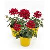 Generico Geranio Edera Parigino Rosso in Vaso | Set 3 Piante Ricadenti | Ideale per Balconi, Fioriere e Terrazzi | Fioritura Primaverile ed Estiva | Pianta Ornamentale Pendente Resistente e Facile da Coltivare