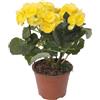 Generico Begonia Gialla Fiorita da Esterno o Interno | Pianta Vera Ornamentale con Fioritura Prolungata | Ideale per Vasi, Balconi, Giardini | Facile da Coltivare