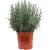 Generico Rosmarino Eretto Piantina - 1 Pianta Aromatiche Rosmarinus officinalis | Facili da Coltivare in Vaso o Giardino | Ideali per Cucina, Bordure, Infusi e Orto Mediterraneo