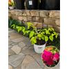 POWERS TO FLOWERS BOUGAINVILLEA FUCSIA, VASO 17 CM DIAMETRO,l, OFFERTA ULTIMI 10 PEZZI!!! BUGANVILLEA, piante vere