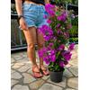 POWERS TO FLOWERS - BOUGAINVILLEA GLABRA 'SANDERIANA' FUCSIA, ALTEZZA 80CM, pianta vera