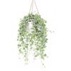 Generico Pianta di Edera Comune Verde (Hedera helix) - Vaso 19 cm | 1 Pianta Rampicante Evergreen | Facile da Coltivare in Vaso o Parete | Ideale per Interni, Esterni, Pareti Verdi e Follaje Decorativo