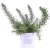 Generico Piantine Rosmarino Prostrato | 3 Piantine Tappezzanti Aromatiche | Rosmarinus officinalis 'Prostratus' | Facili da Coltivare per Bordure, Vasi e Giardini Profumati