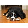 LHJOY puzzle mordillo 1000 pezzi Bovaro del Bernese