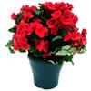 Generico Begonia Rossa Fiorita da Esterno o Interno | Pianta Vera Ornamentale con Fioritura Prolungata | Ideale per Vasi, Balconi, Giardini | Facile da Coltivare