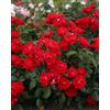 Vivaio di Castelletto Rose paesaggistiche rifiorenti in vaso Bio 8 cm, varietà a scelta Black Forest, Pink Forest, Innocencia e Cubana Vivaio di Castelletto (Rosso)