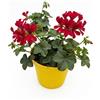 Generico Geranio Edera Parigino Rosso Pianta in Vaso | Geranio Ricadente per Balcone e Terrazzo | Fiori Rossi a Cascata | Fioritura Abbondante Primaverile Estiva | Facile da Coltivare