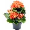 Generico Begonia Arancione Fiorita da Esterno o Interno | Pianta Vera Ornamentale con Fioritura Prolungata | Ideale per Vasi, Balconi, Giardini | Facile da Coltivare
